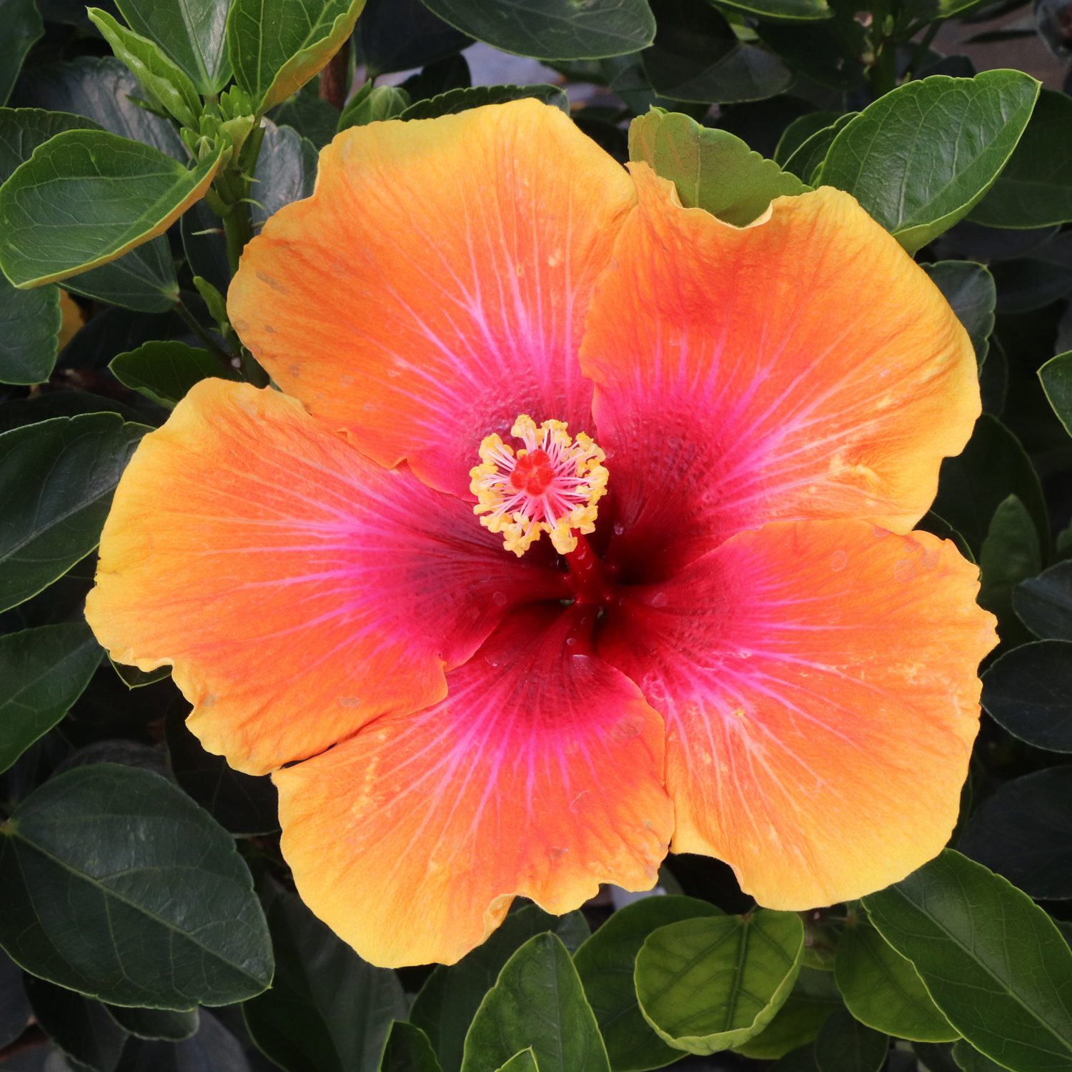 Hollywood Hibiscus™ Social Butterfly™