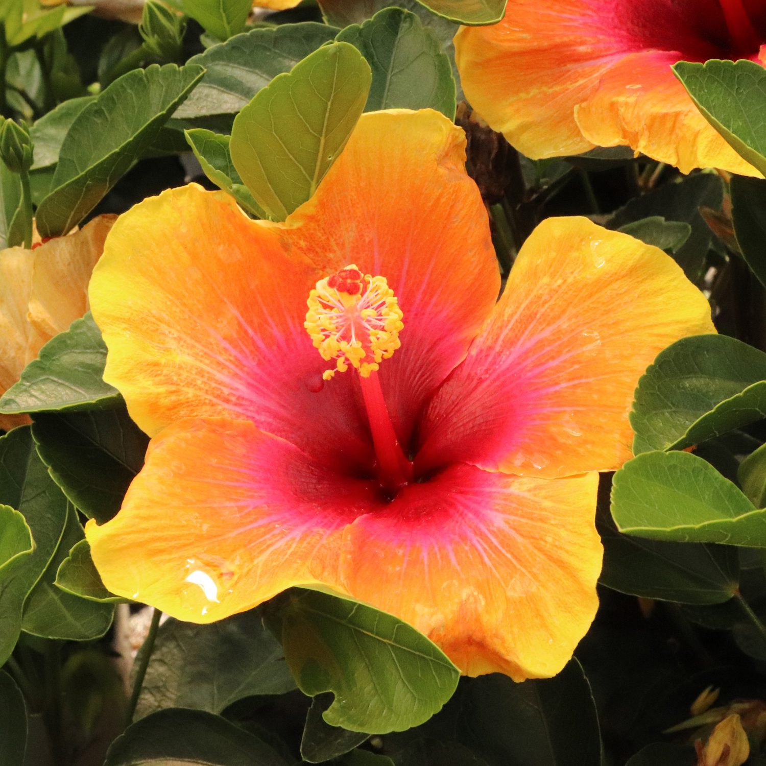Hollywood Hibiscus™ Social Butterfly™