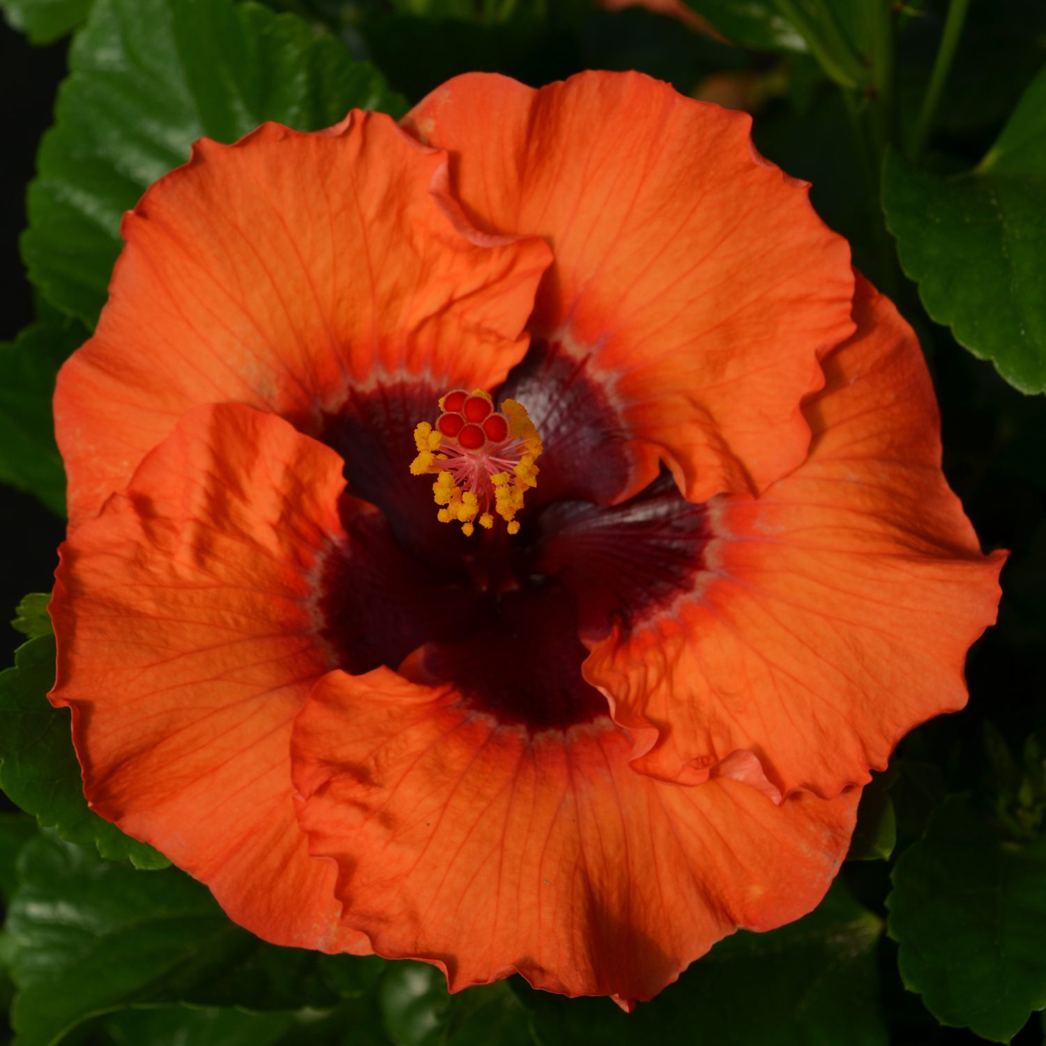 Hollywood Hibiscus™ Sunset Boulevard™