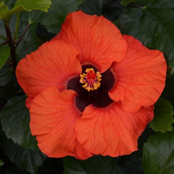Hollywood Hibiscus™ Sunset Boulevard™ Hibiscus - Image 2