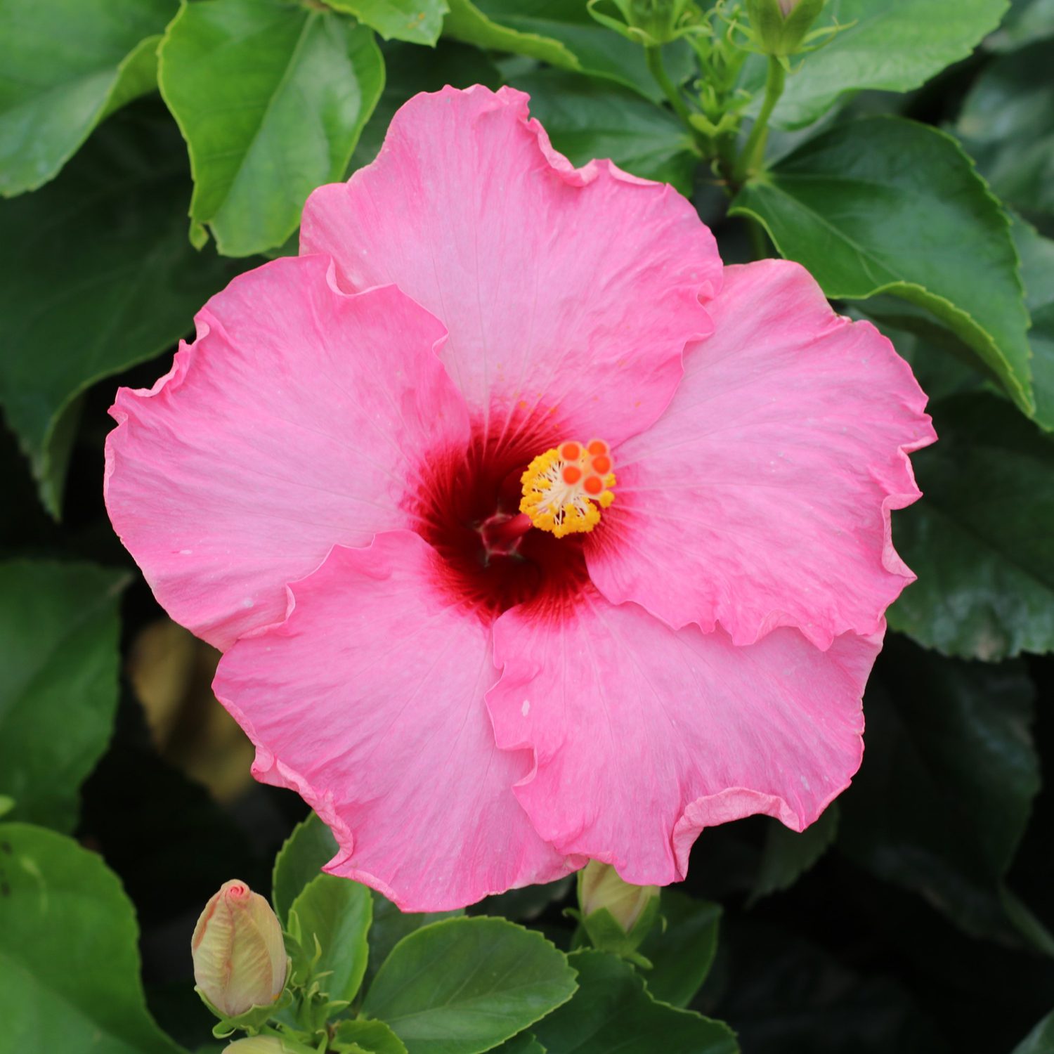 Hollywood Hibiscus™ Talk of the Town™