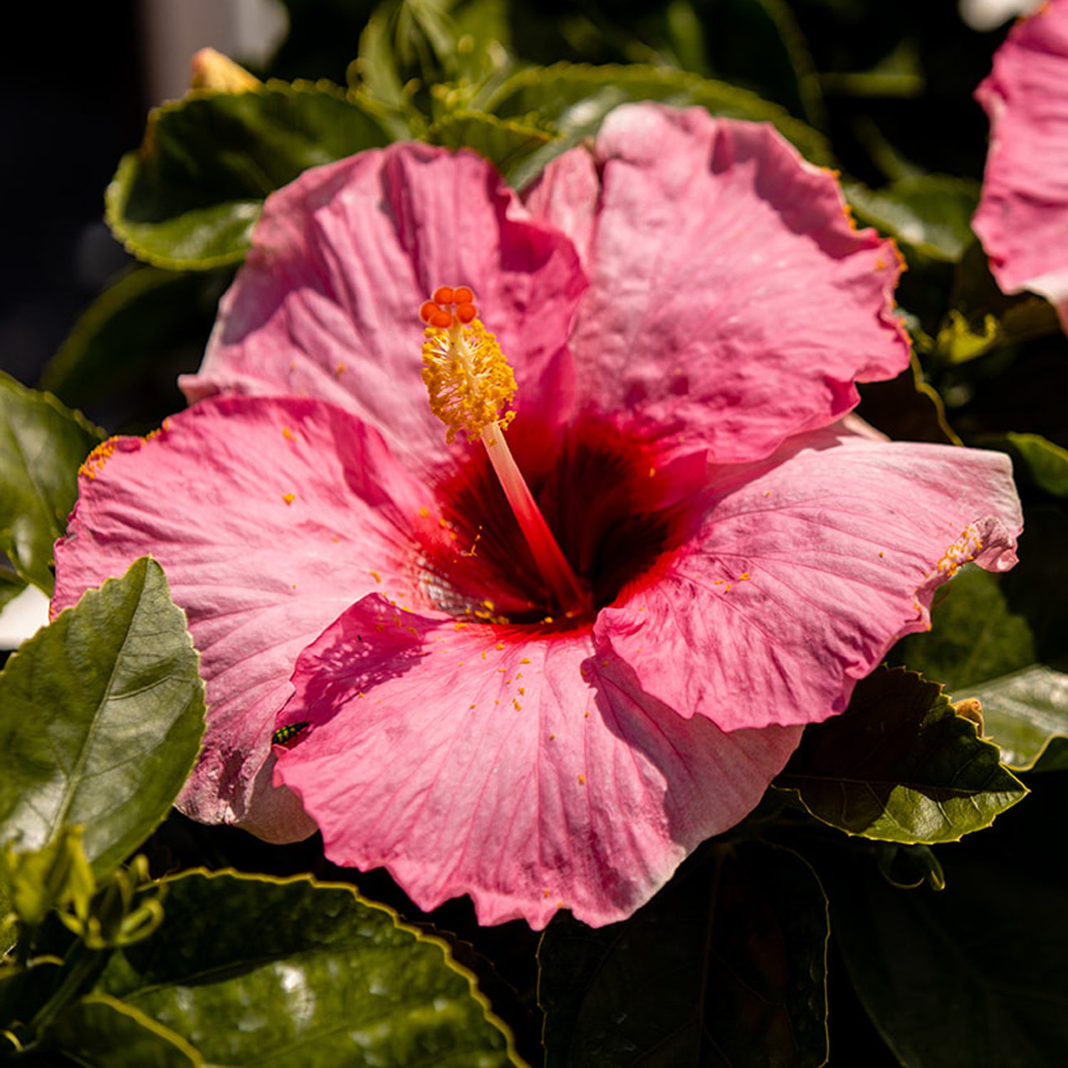 Hollywood Hibiscus™ Talk of the Town™