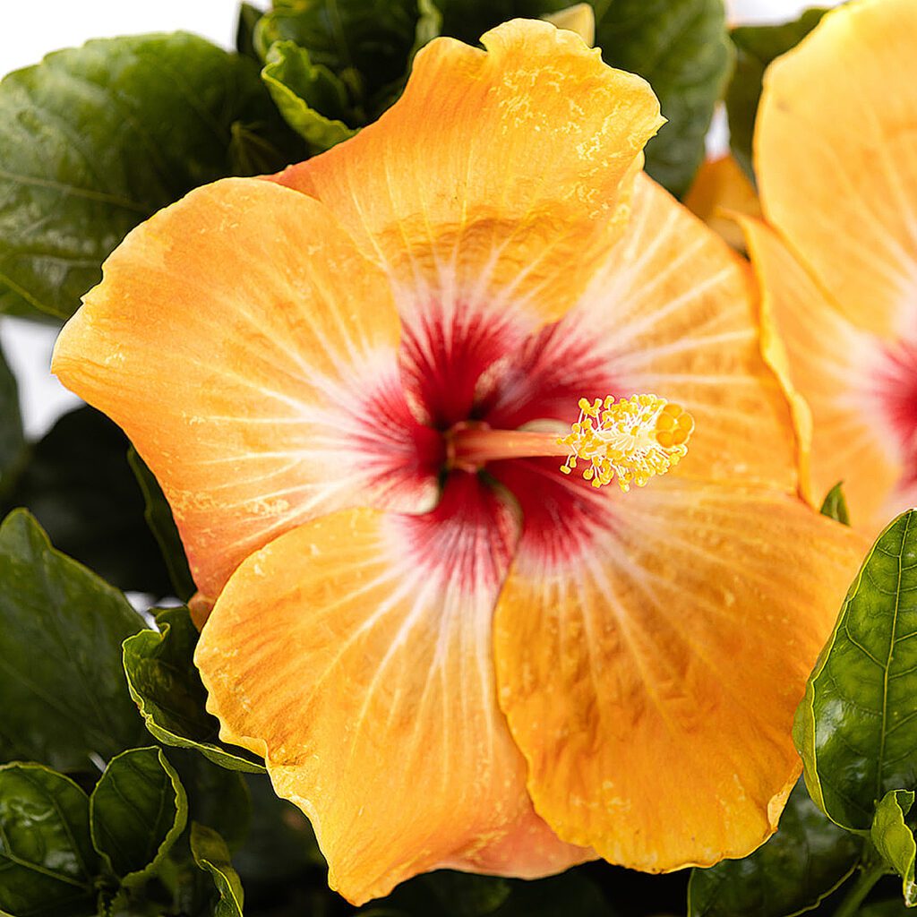 Hollywood Hibiscus™ VIP™