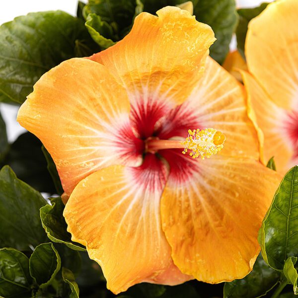 Hollywood Hibiscus™ VIP™