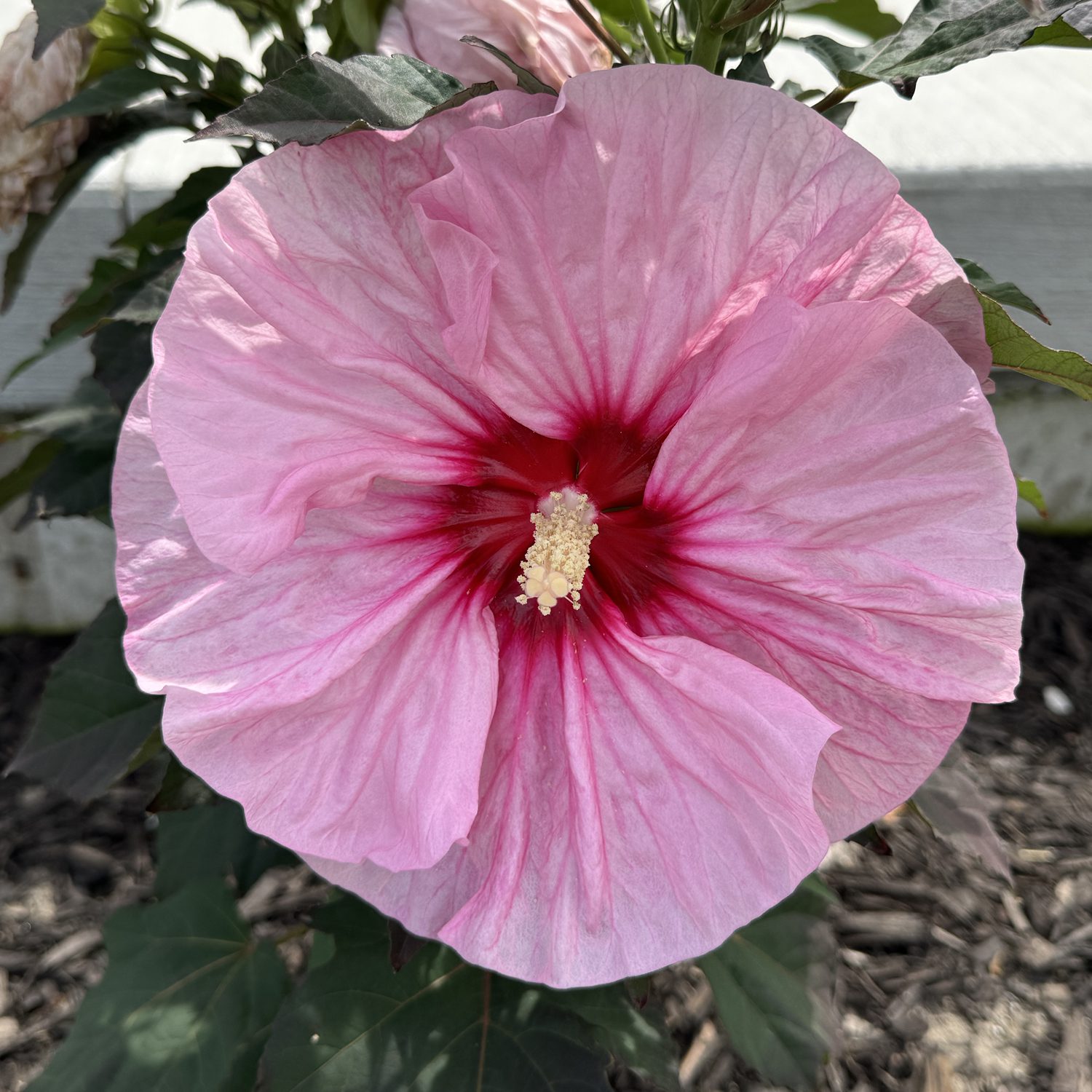 SUMMERIFIC® 'All Eyes on Me' Hibiscus - Image 5