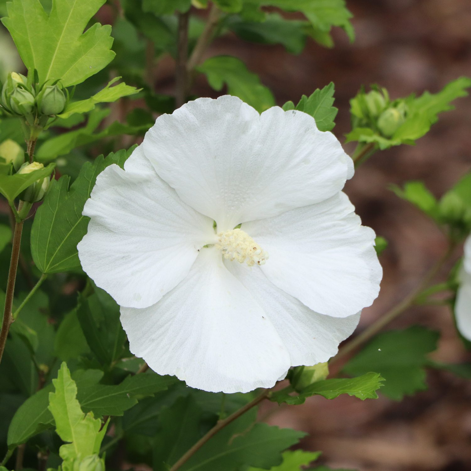 PARAPLU® Pure White Hibiscus