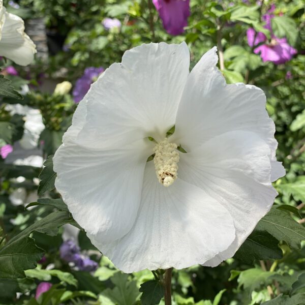 Paraplu® Pure White Hibiscus - Image 2