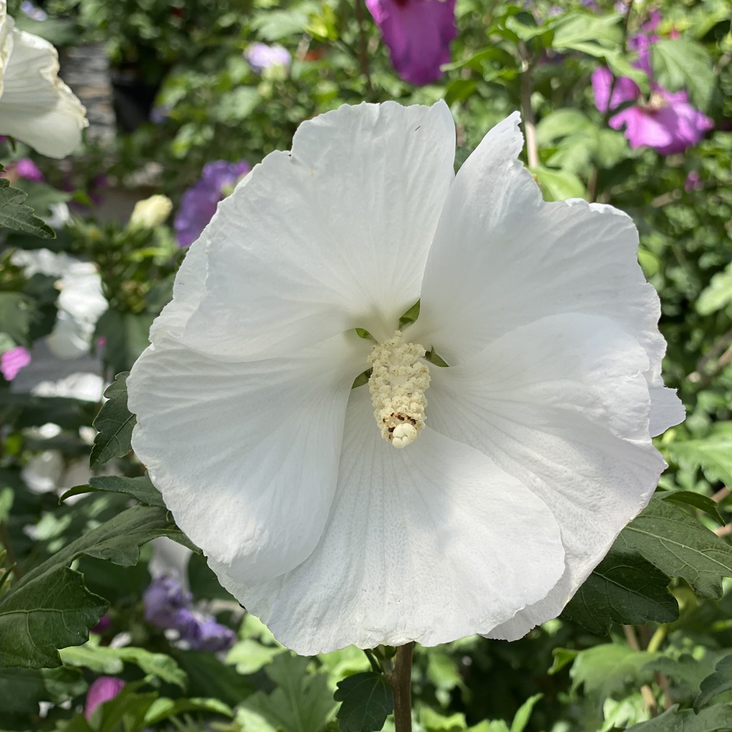 PARAPLU® Pure White Hibiscus
