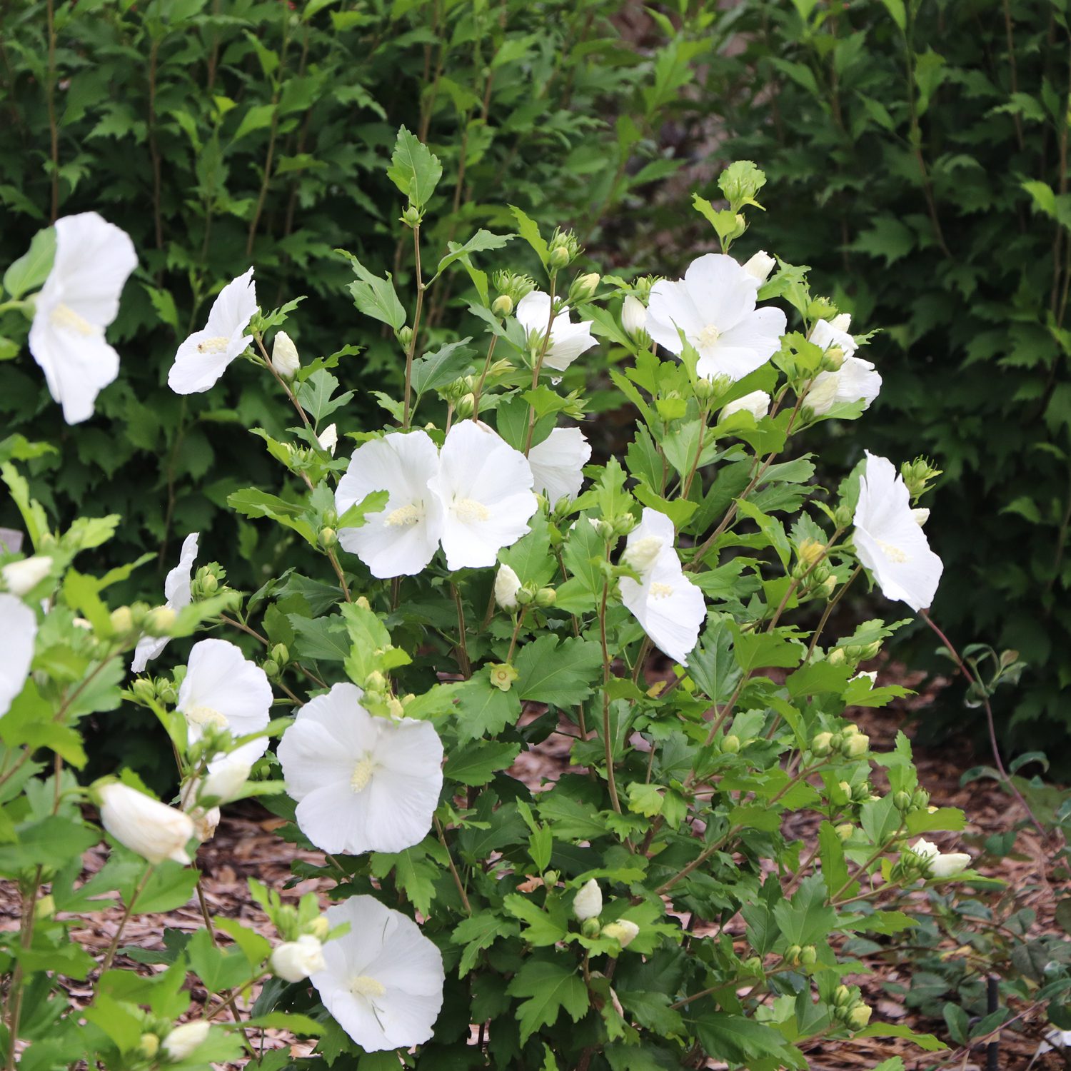 PARAPLU® Pure White Hibiscus