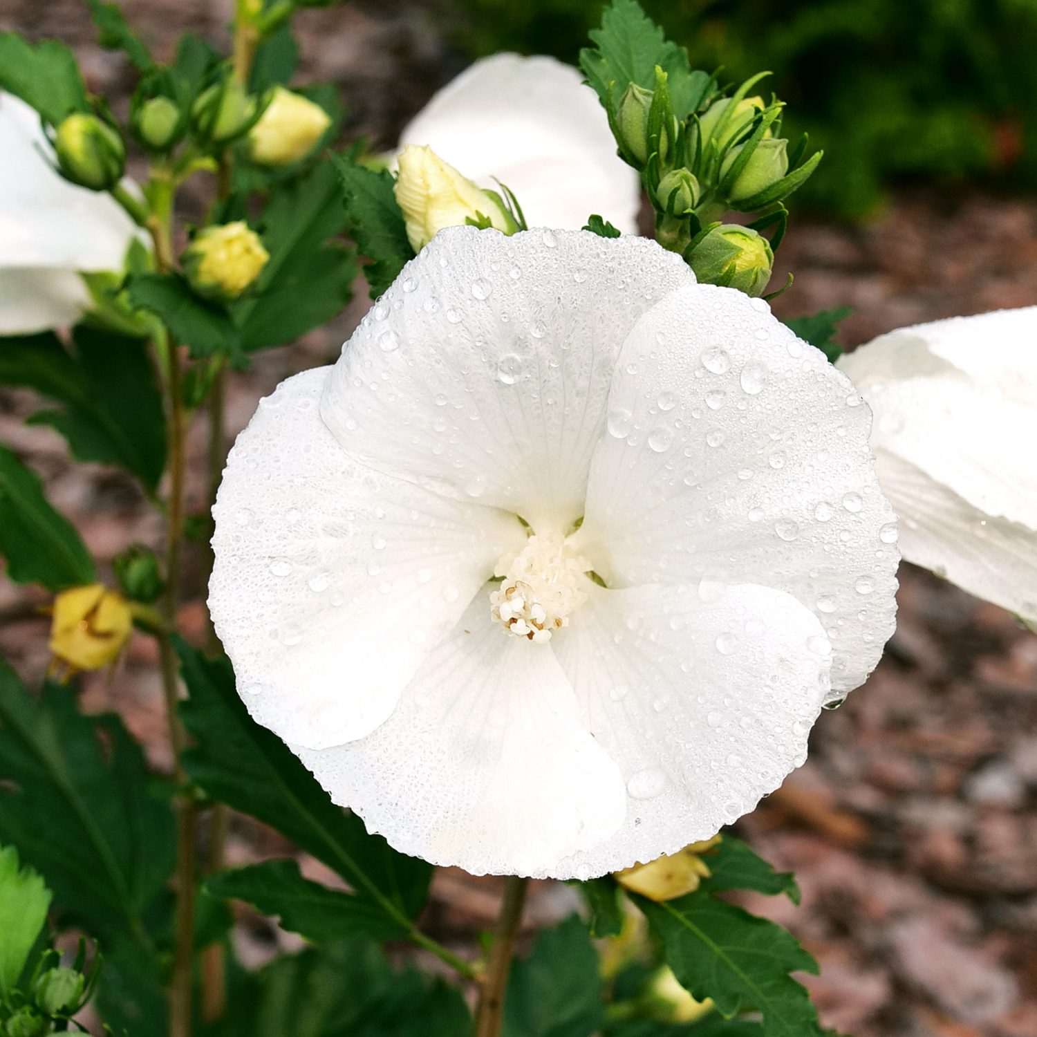 PARAPLU® Pure White Hibiscus