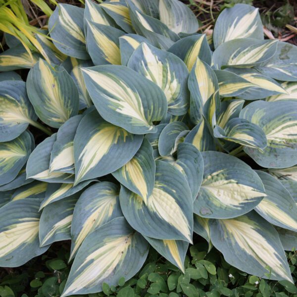 Hosta 'High Society' - Image 3