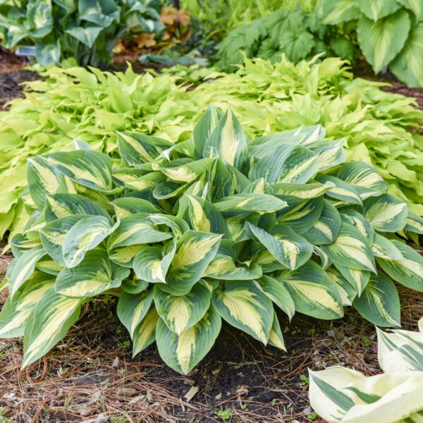 Hosta 'High Society' - Image 4