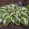 'Patriot' Hosta
