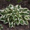 'Patriot' Hosta