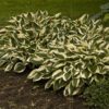 'Patriot' Hosta