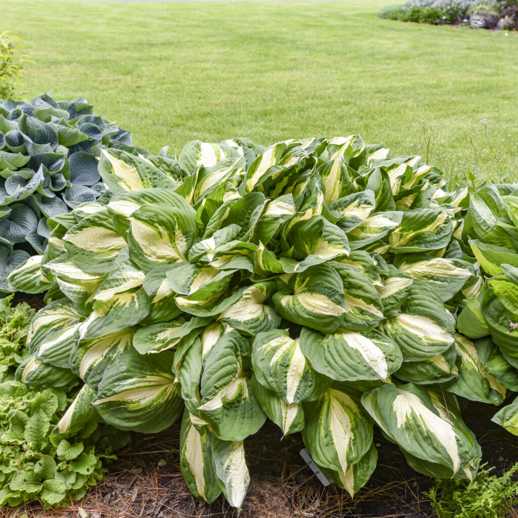 Hosta 'Vulcan'