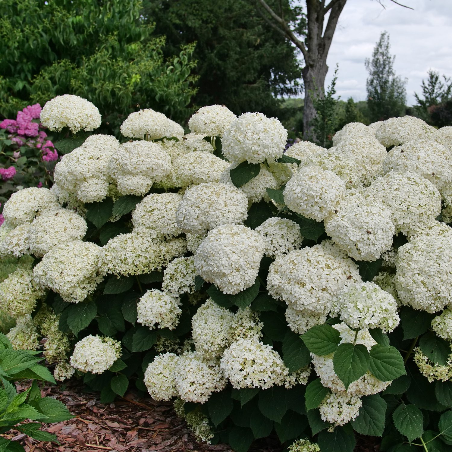 INCREDIBALL STORM PROOF™ Hydrangea