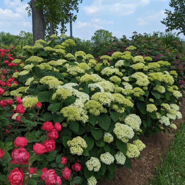 INCREDIBALL STORM PROOF™ Hydrangea
