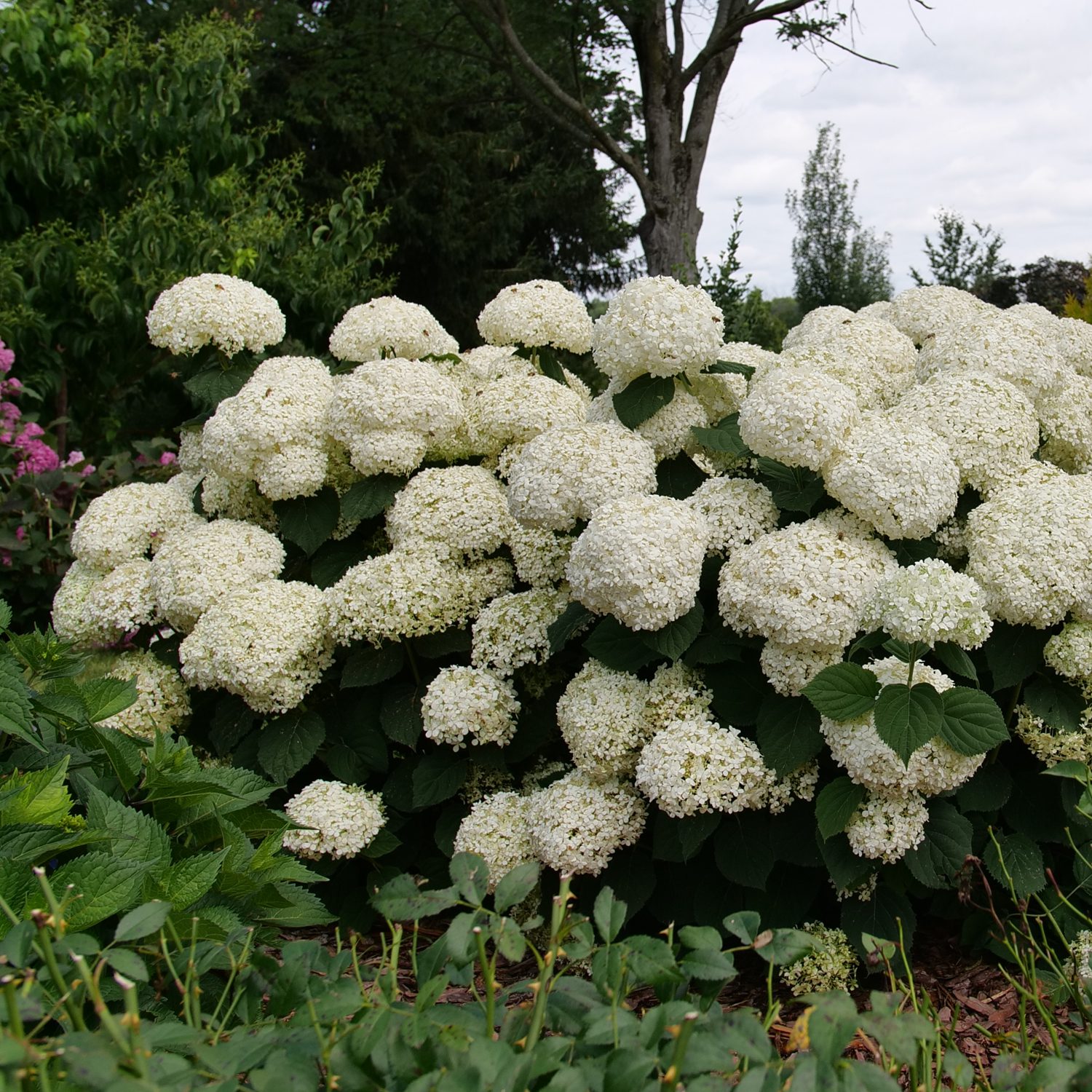 INCREDIBALL STORM PROOF™ Hydrangea