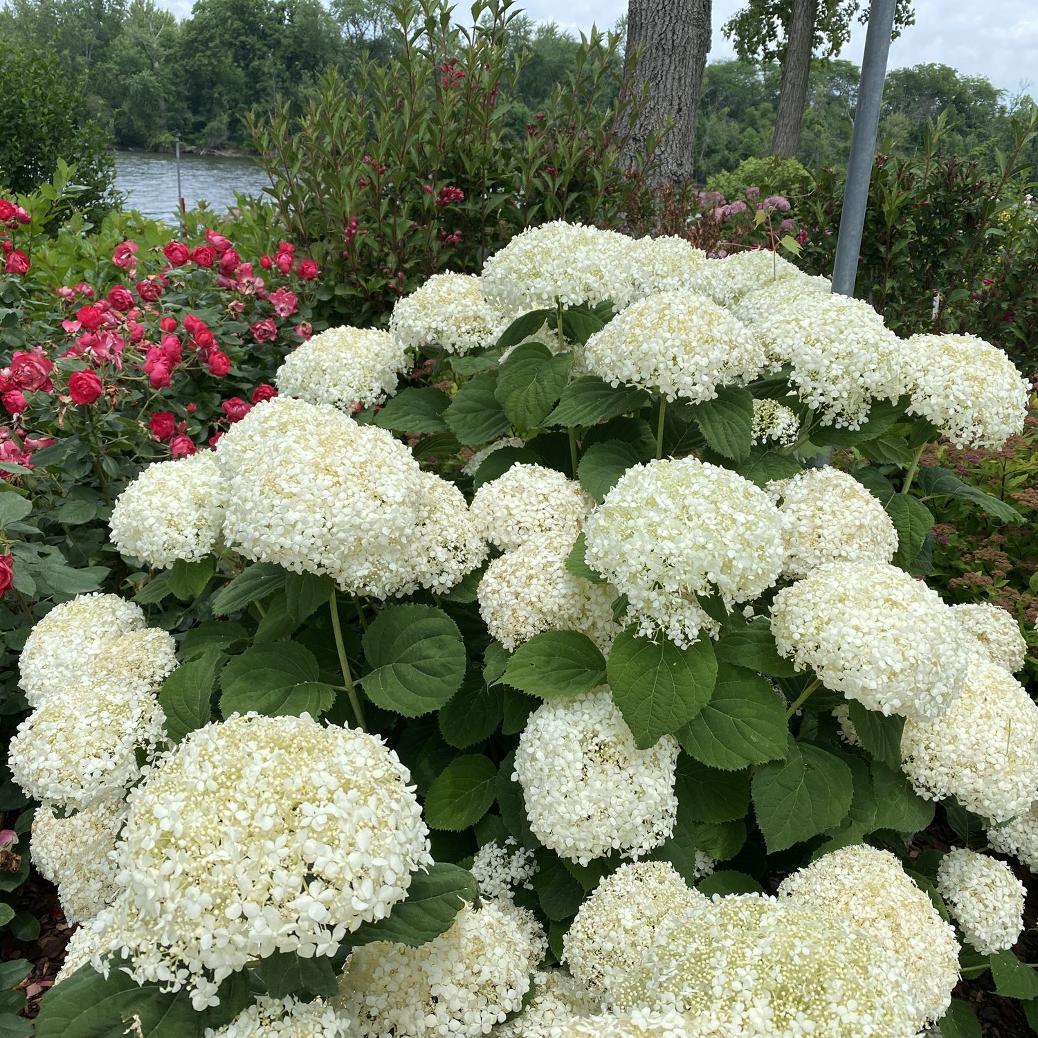 INCREDIBALL STORM PROOF™ Hydrangea
