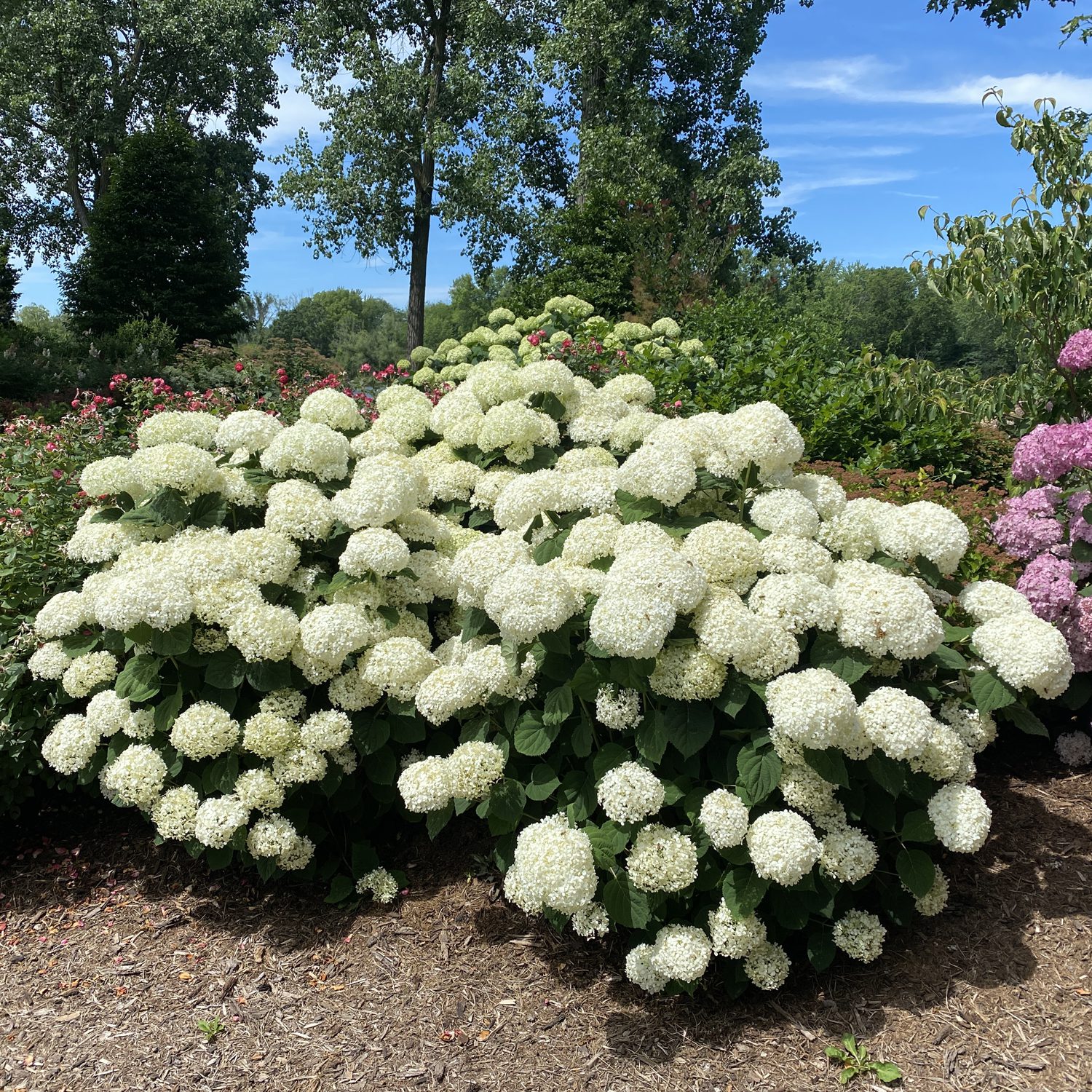 INCREDIBALL STORM PROOF™ Hydrangea