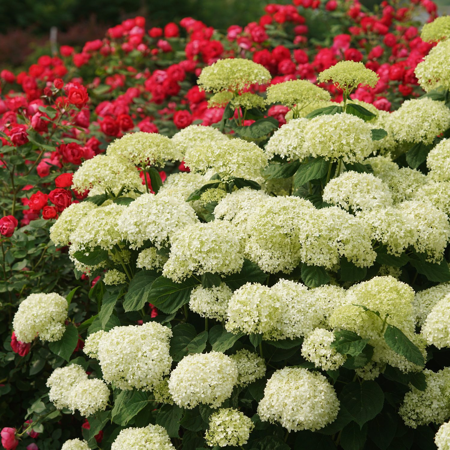 INCREDIBALL STORM PROOF™ Hydrangea
