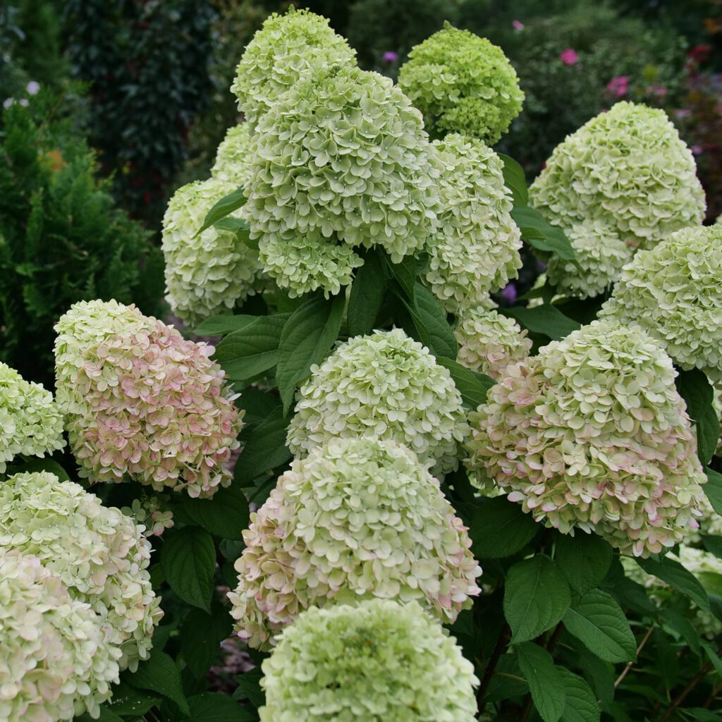 POWERBALL™ Hydrangea