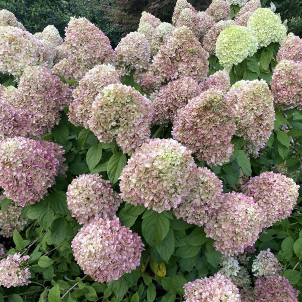 POWERBALL™ Hydrangea