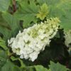 GATSBY GLOW BALL™ Hydrangea