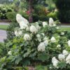 GATSBY GLOW BALL™ Hydrangea