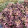 GATSBY GLOW BALL™ Hydrangea