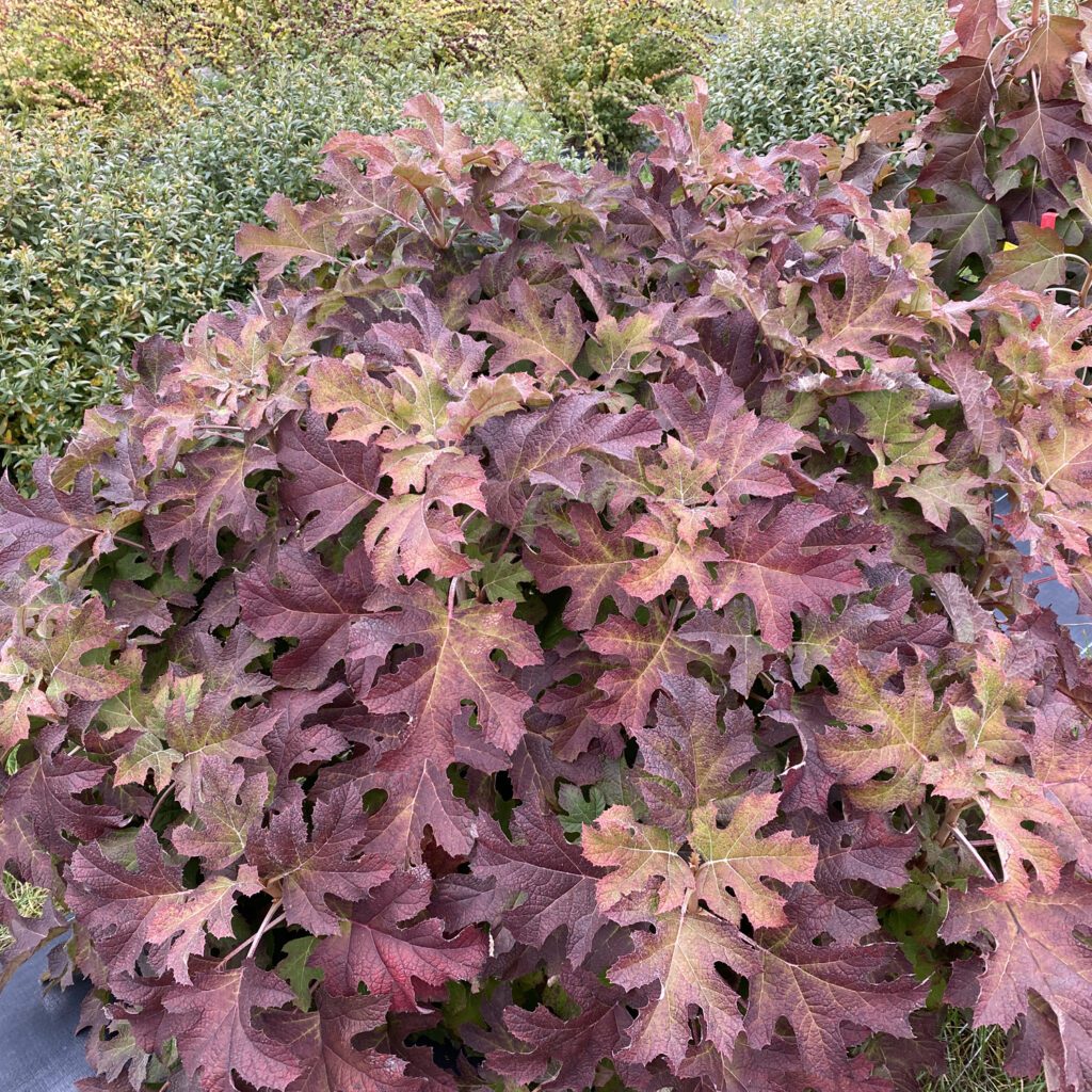【Hydrangea】 First Editions Jetstream Hydrangea Live Shrub (2 Gallon