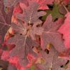GATSBY GLOW BALL™ Hydrangea