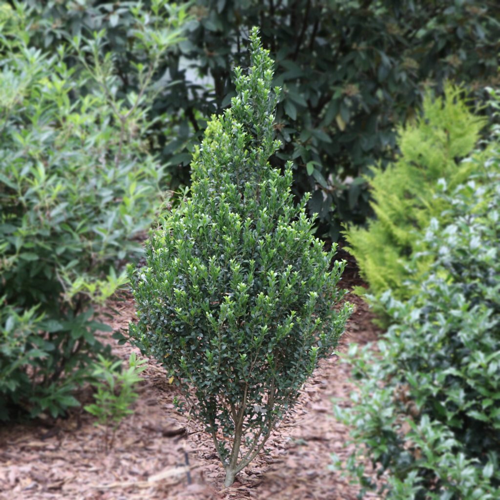 HEDGE BOX™ Ilex