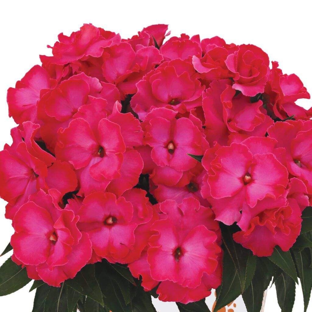 Rollercoaster Hot Pink New Guinea Impatiens