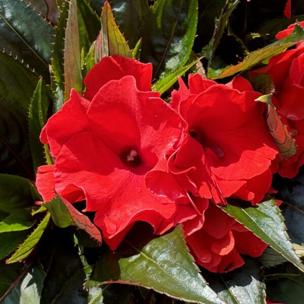 Roller Coaster Red Racer New Guinea Impatiens