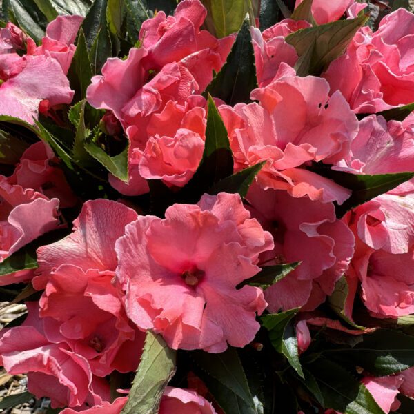 Roller Coaster Tangy Taffy Impatiens