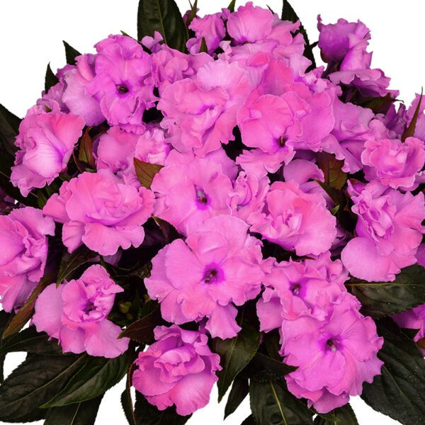 Roller Coaster Valravn Violet New Guinea Impatiens