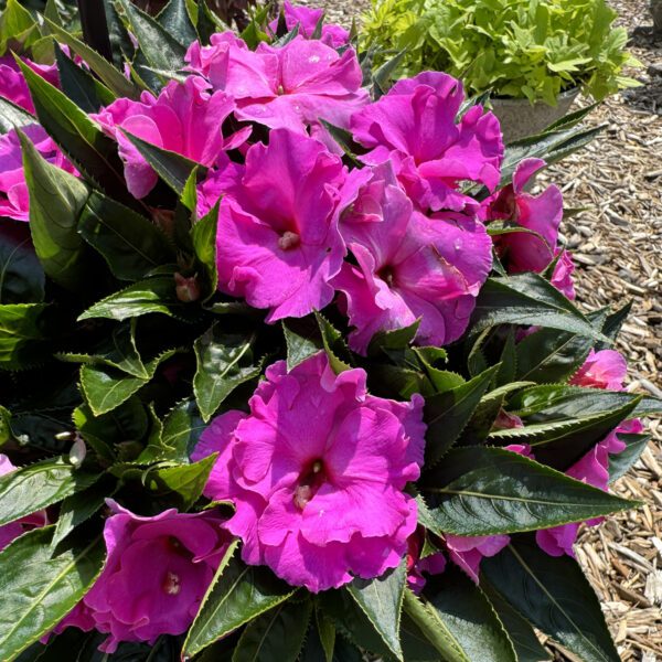 Roller Coaster Valravn Violet New Guinea Impatiens