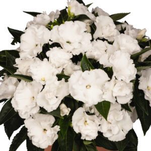 Roller Coaster White Lightning New Guinea Impatiens