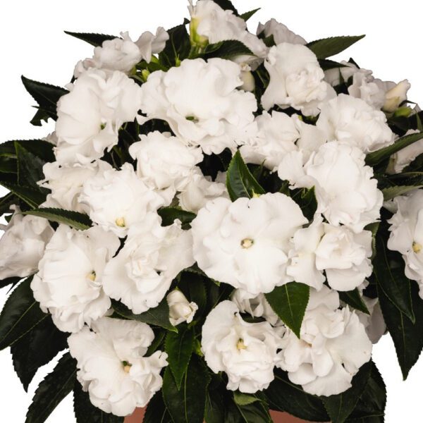 Roller Coaster White Lightning New Guinea Impatiens