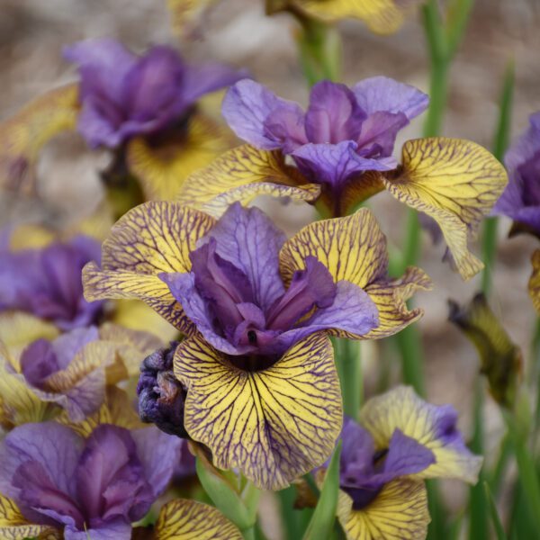 ‘Purring Tiger’ Iris