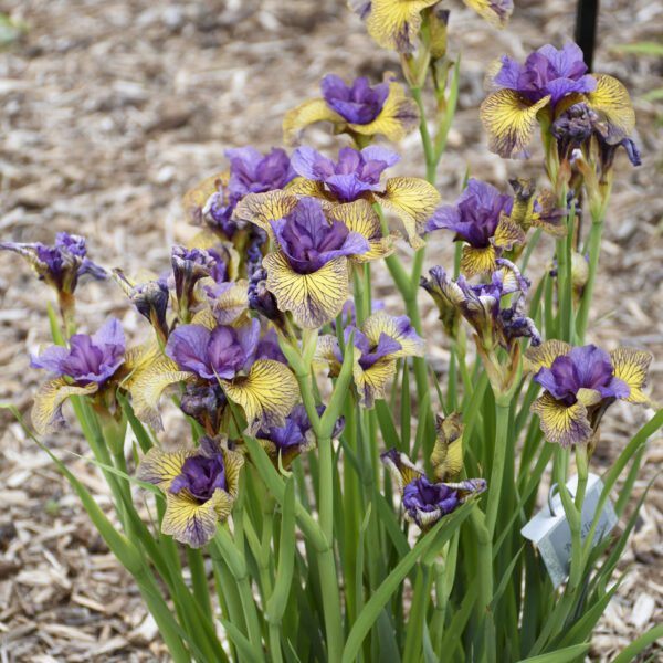 ‘Purring Tiger’ Iris