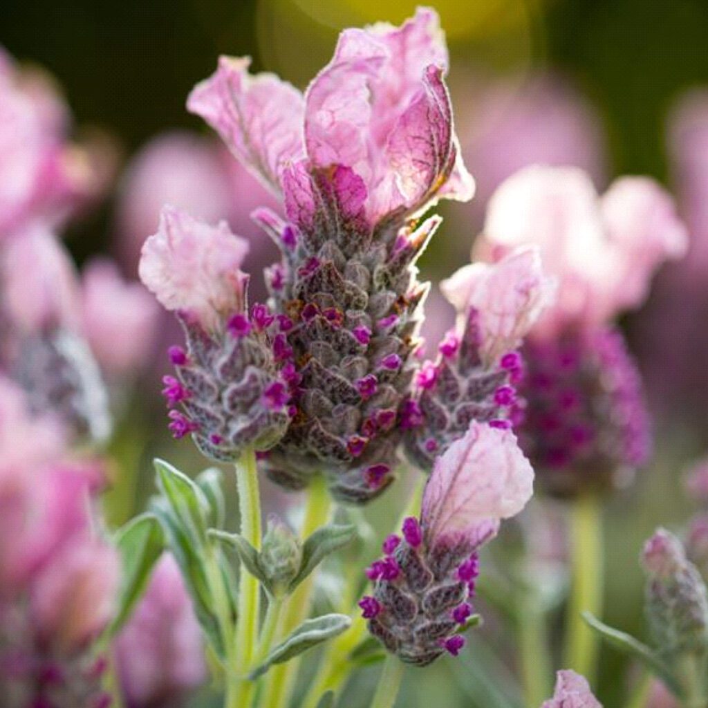 Lavinnova® 'Frost Pink' Lavandula