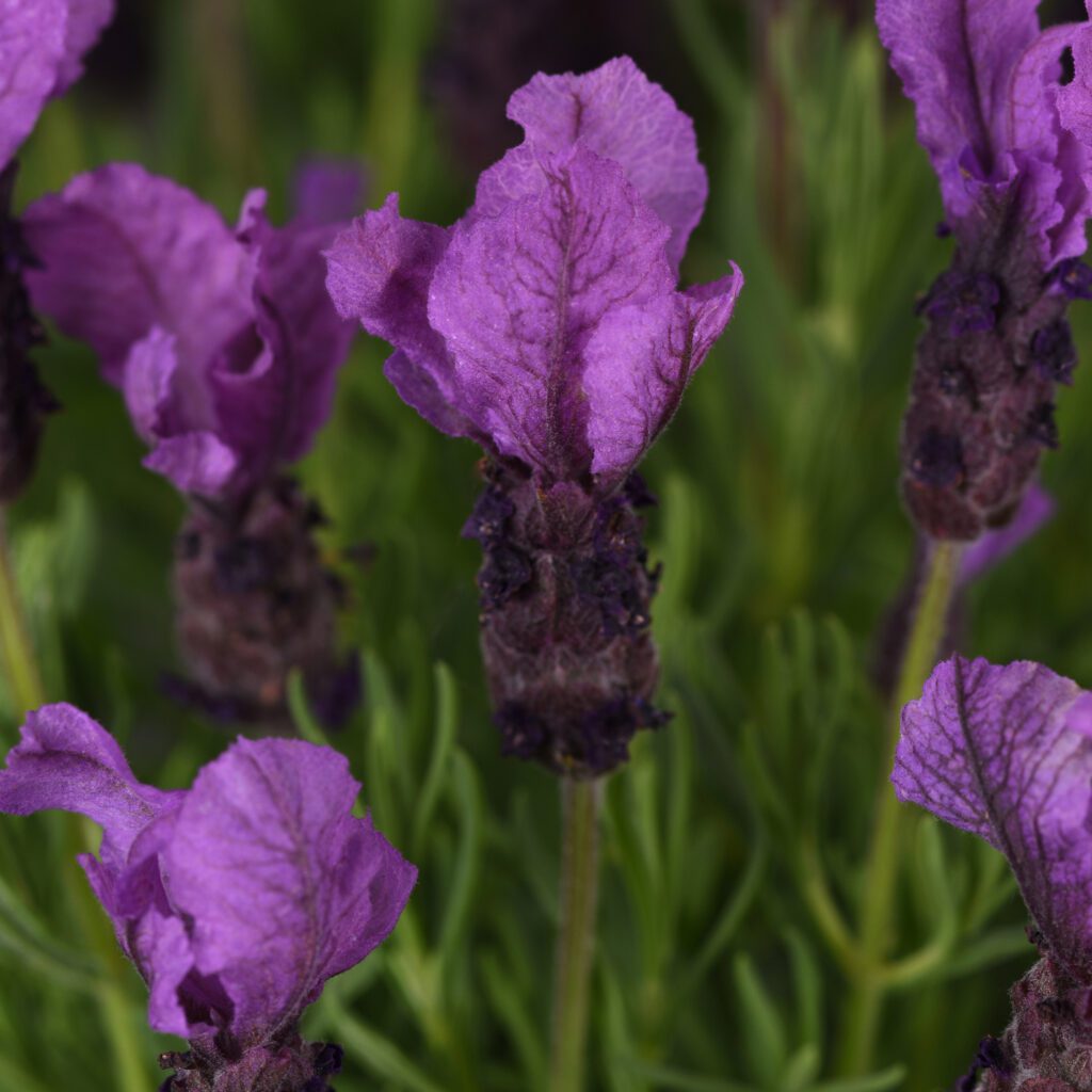 ‘Royal Anouk’ Lavandula