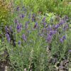 Lavandula 'SuperBlue' - Image 4