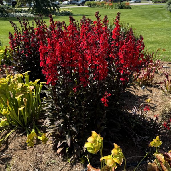 Lobelia STARSHIP™ Scarlet Bronze Leaf - Image 3