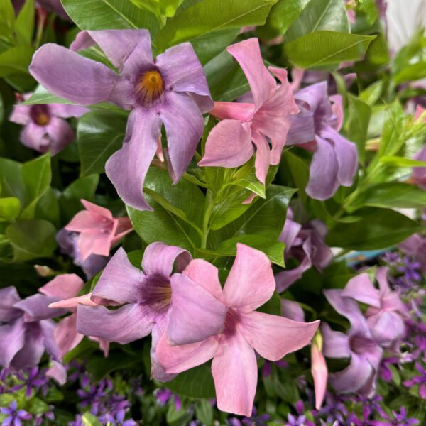 SUN PARASOL® XP Bluephoria™ Mandevilla
