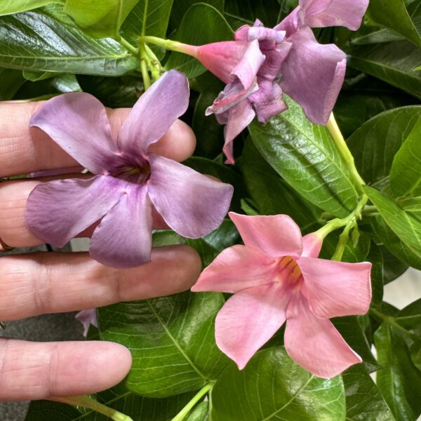 SUN PARASOL® XP Bluephoria™ Mandevilla