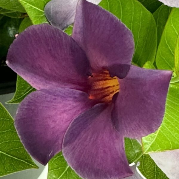 SUN PARASOL® XP Bluephoria™ Mandevilla